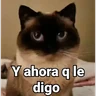 Stickers Gatitos Locos 2😼 
