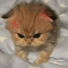 Stickers Gatitos enojados😡🐱 

