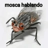 Stickers Mira, una mosca 🦟 bzz