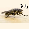 Stickers Mira, una mosca 🦟 bzz