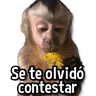Stickers Changuitos Stickers🐒🍌 

