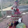 Stickers 🍃🐶🧿 Perro Chamán 🧿🐶🍃 
