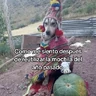 Stickers 🍃🐶🧿 Perro Chamán 🧿🐶🍃 
