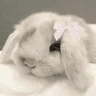 Stickers 🐇 Conejos Cute 1🐇🐰 
