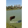 Stickers Capibara