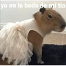 Stickers Capibara