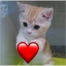 Stickers Gatitos de amor 😺💘💞