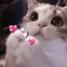 Stickers Gatitos de amor 😺💘💞