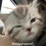 Stickers Michis Para Contestar 🐈‍⬛