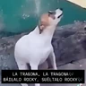 Stickers 🔥🎶Báilalo Rocky/TikTok🎶🔥