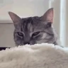 Stickers Gatos lol - tiktok 😹