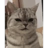 Stickers Gatos lol - tiktok 😹