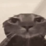 Stickers Gatos lol - tiktok 😹