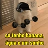 Stickers memes de academia
