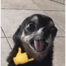 Stickers Perritos randoms 💯💥