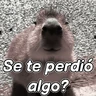 Stickers capibara 😎