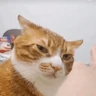Stickers Gatinhos memes