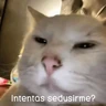 Stickers Gatos Good 😼🤟🏻