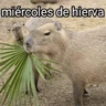 Stickers La Semana con Capibaras🦛🗓️✨