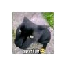 Stickers meme kucing 