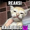 Stickers meme kucing 