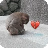 Stickers 🐒 Reacciones de monitos🐒