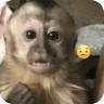Stickers 🐒 Reacciones de monitos🐒