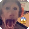Stickers 🐒 Reacciones de monitos🐒