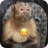 Stickers 🐒 Reacciones de monitos🐒