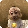 Stickers 🐒 Reacciones de monitos🐒