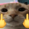 Stickers 🐱🐈 GATOS 🐈🐱