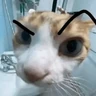 Stickers 🐱🐈 GATOS 🐈🐱