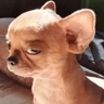 Stickers 🐶 CHIHUAHUAAA 🎶
