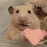 Stickers 🐹 HAMSTERCITOSSS 🐹