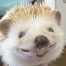 Stickers 🦔 ERIZO MOODS 🦔
