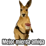 Stickers 🦘Memes canguro 🦘😂