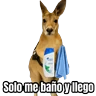 Stickers 🦘Memes canguro 🦘😂