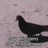 Stickers 🐦 PALOMA MIGAJERA BAILANDO🐦