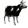 Stickers 🕺Vacas bailando 🐮🐄