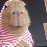 Stickers 😍 CAPYBARAS 😍