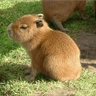 Stickers 😍 CAPYBARAS 😍