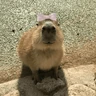 Stickers 😍 CAPYBARAS 😍