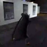 Stickers Raton Milton - Bailando 🐀
