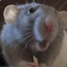 Stickers 🐀 RATITAS PAL CHAT 🐀