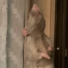Stickers 🐀 RATITAS PAL CHAT 🐀
