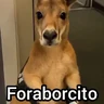 Stickers Canguro 2 🦘Tiktok 🔥