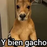 Stickers Canguro 2 🦘Tiktok 🔥