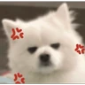 Stickers Cute doggy 🐶✧*