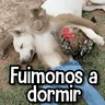 Stickers Memes de Animales🪴⭐