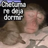 Stickers Memes de Animales🪴⭐